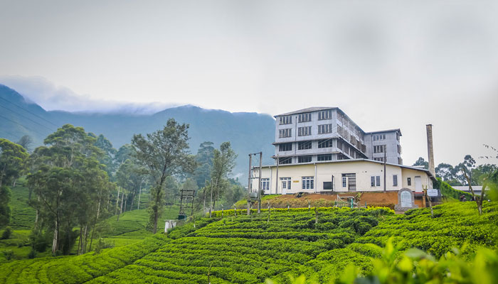 lighting control system for tea factory general areas in Hatton sri lanka